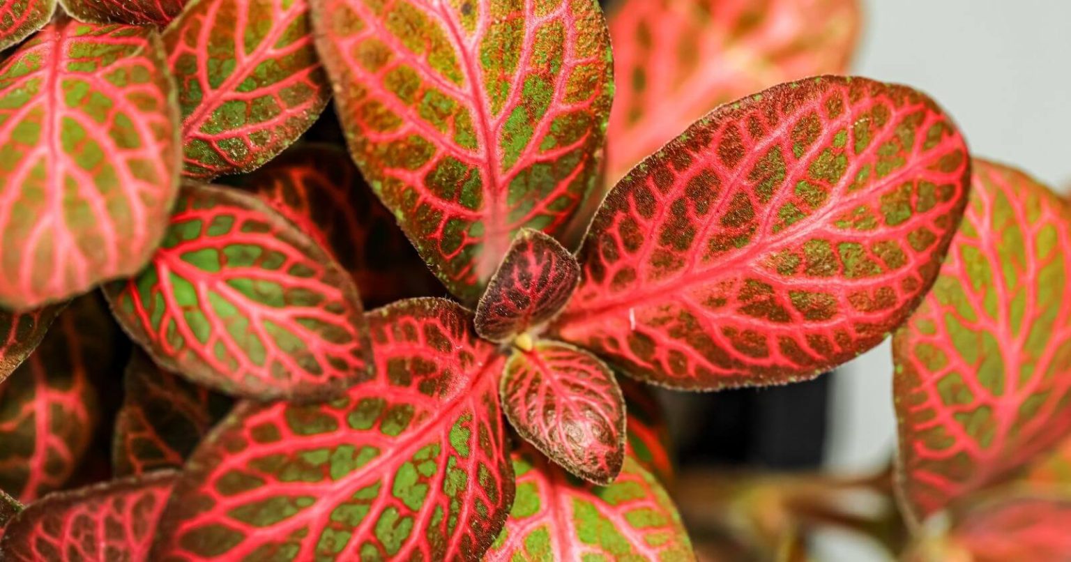 Plantas Que N O Precisam De Muita Luz Perfeitas Para Ter Dentro De