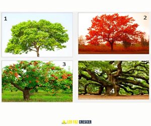 Leia mais sobre o artigo <strong>Qual árvore você mais gosta? Sua escolha revela características ocultas de sua personalidade</strong>