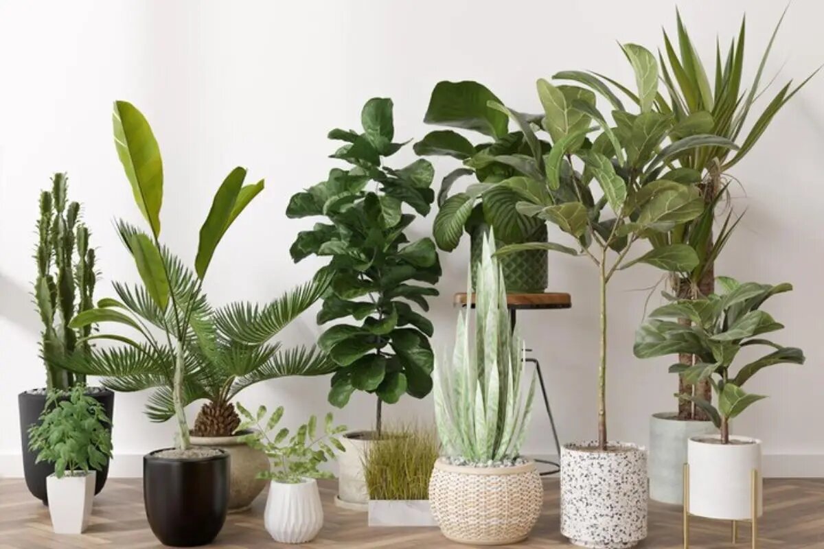 No momento você está vendo 12 Plantas que não precisam de muita luz – Perfeitas para ter dentro de casa