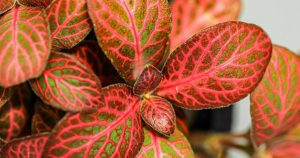 Leia mais sobre o artigo 10 Plantas com Folhas Coloridas para Cultivar Dentro de Casa