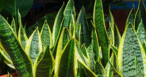 Leia mais sobre o artigo Plantas de Sombra Parcial: Adicionando Verde aos Cantos Mais Escuros