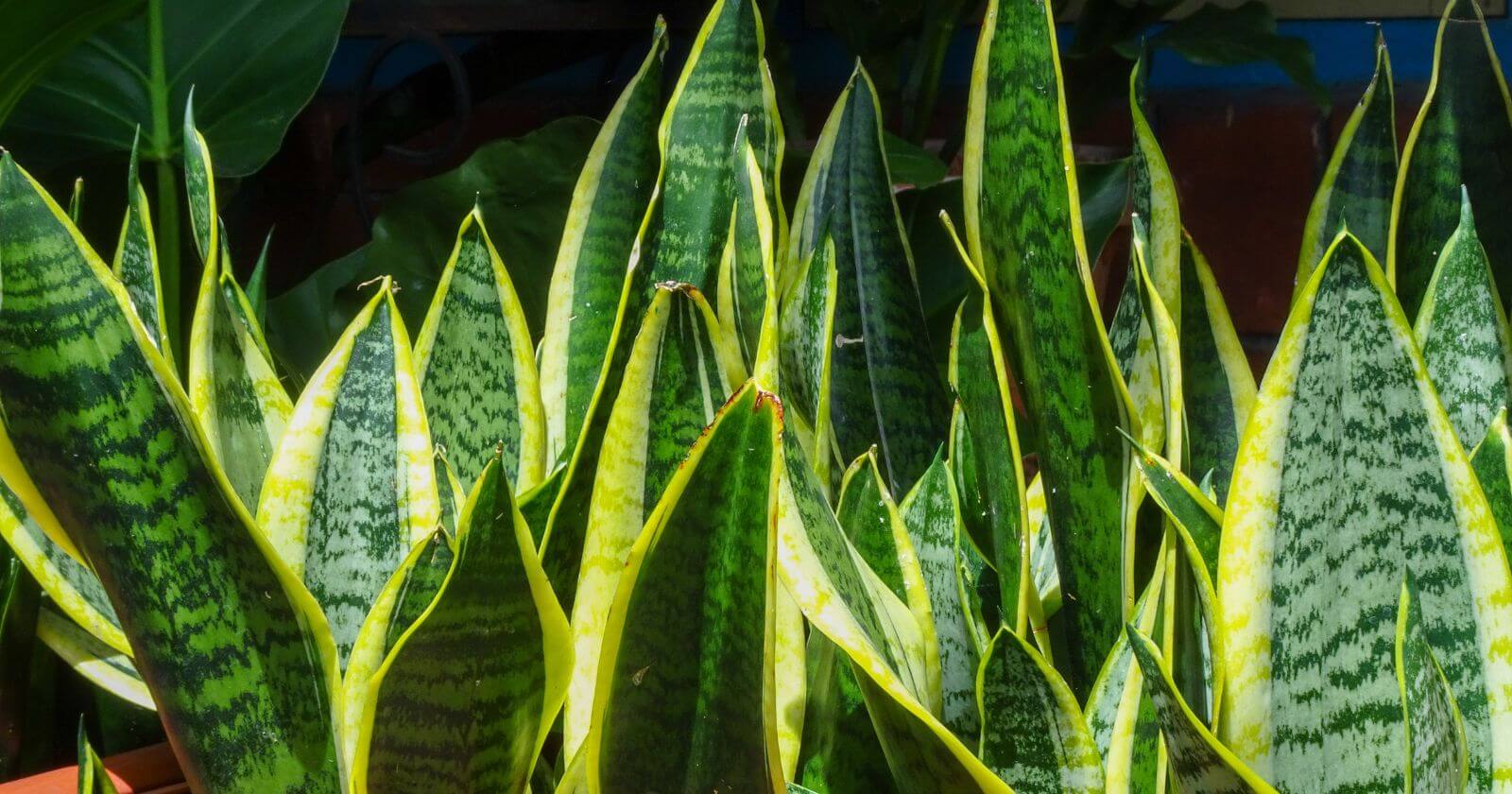 Você está visualizando atualmente Plantas de Sombra Parcial: Adicionando Verde aos Cantos Mais Escuros